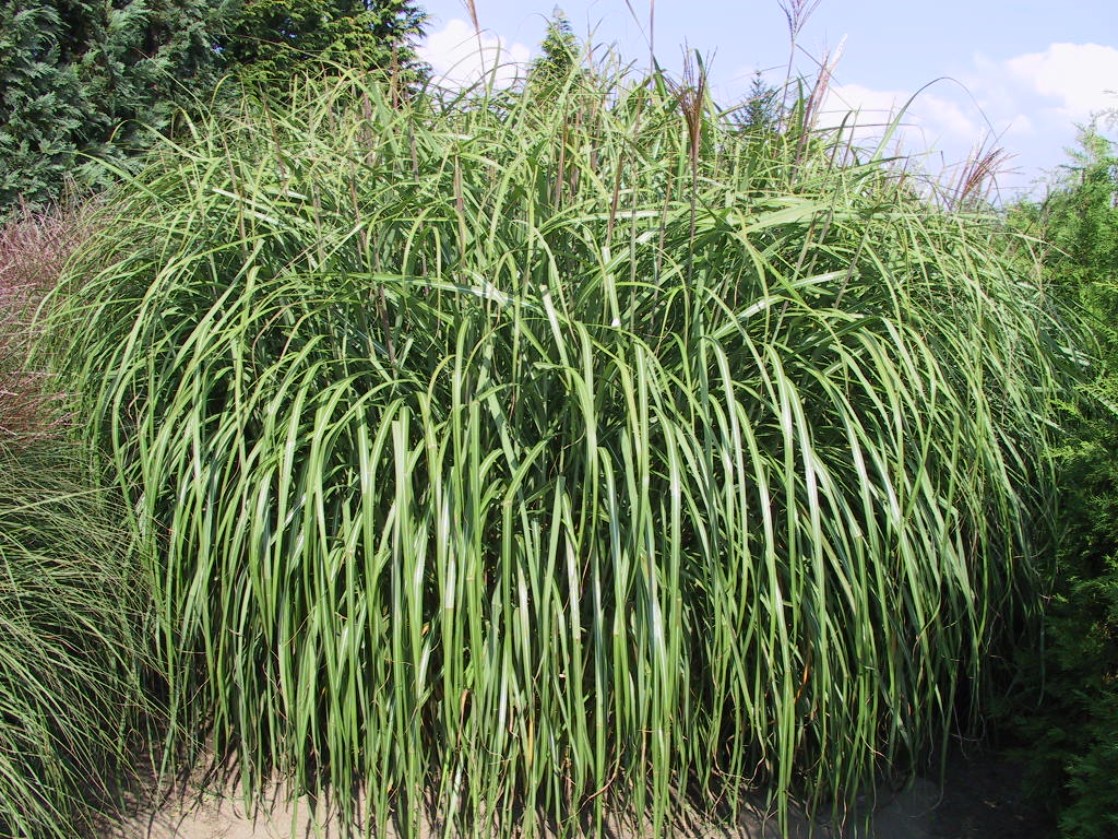 Miscanthus sinensis Roland 02.jpg